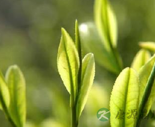 白茶可保肝护肝 细数白茶的4大功效