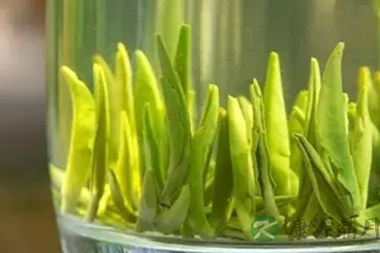 夏天古人常喝这种茶解暑