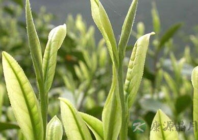 一些中国茶里面的蕴涵
