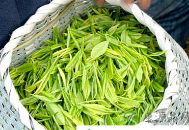 识别当年的春茶要学会“四到”
