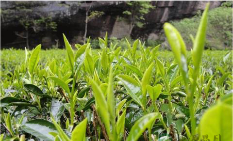 千岛玉叶云雾茶功效及作用介绍
