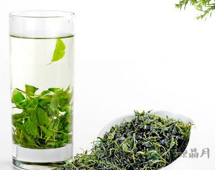 苦丁茶的功效与药用价值