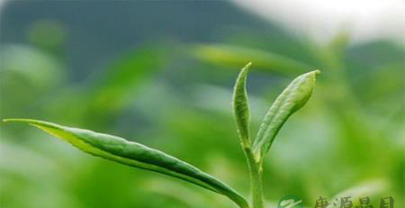 熬夜看欧洲杯秘籍—茶