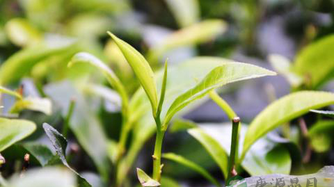 茶叶基本成份之功能介绍