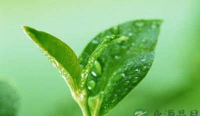 绿茶的茶药与茶疗
