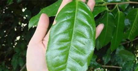 大叶普洱茶与小叶普洱茶的区别
