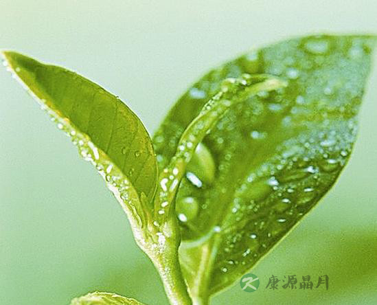 茶叶里竟有癌症克星 这些茶以后要天天喝