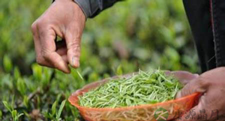 教你在炎炎夏日用茶叶驱蚊