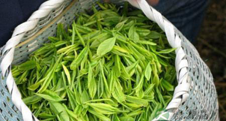 喝对的茶，养好身体