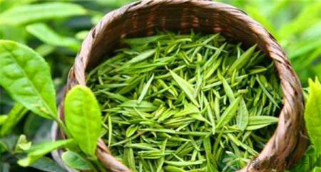 吃茶叶减肥好不好?专家称有利有弊要谨慎