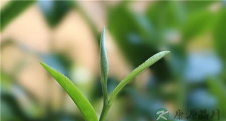 你喝过鱼腥草茶吗？