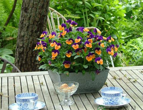 延年茶养生延年益智健脑功效 延年茶养生延年益智健脑功效