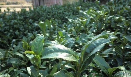 茶能预防或辅助治疗心血管类疾病