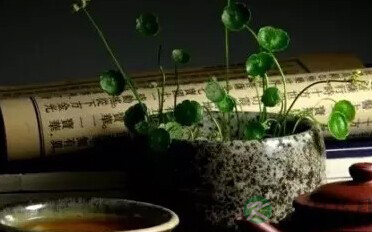 什么人宜喝什么茶，不要乱喝，对身体不好