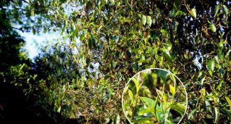 普洱春茶、雨水茶、秋茶有哪些不同的特点？