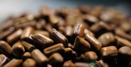 决明子的功效及食用方法