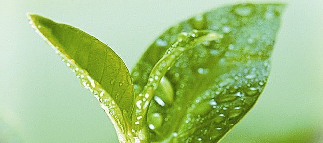 “茶”万病之药，您喝了吗？