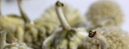 高血压喝什么茶好？ 绿萝花茶降压好帮手
