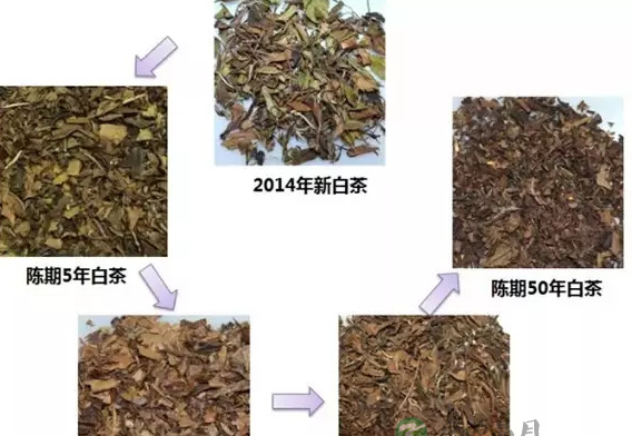 老白茶的功效，是健康的养生秘诀！