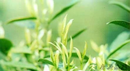 莫干黄芽茶的功效和作用