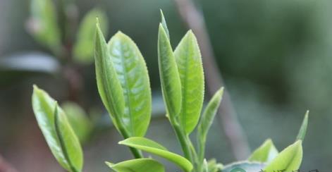 喝绿茶是否可以防老年痴呆症