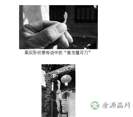 山西一明代关帝庙内树木果实酷似青龙偃月刀