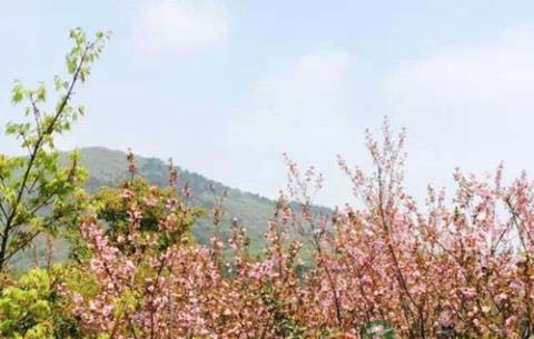 茅山四月天