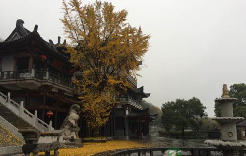 山中的这一树银杏