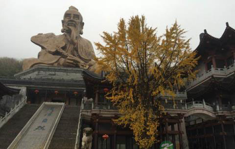 山中的这一树银杏