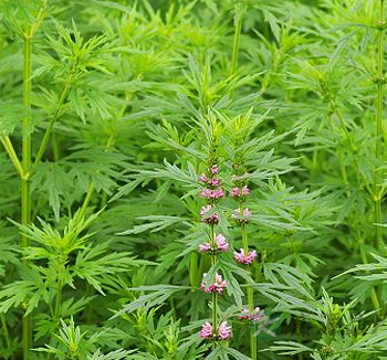 女性经期不宜吃什么 女性经期吃什么好