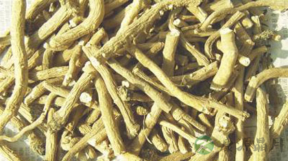 夏季炎热 别把板蓝根当茶饮