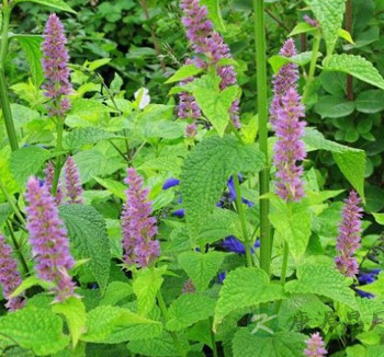 夏枯草的功效与作用与食用方法