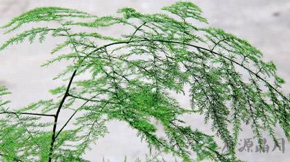 新房装修最适宜的18中绿色植物