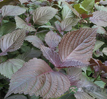 中药养生常识 苏叶的功效与作用有哪些呢？