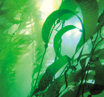 吃海藻有什么好处?海藻的功效与作用是什么 吃海藻有什么好处?海藻的功效与作用是什么