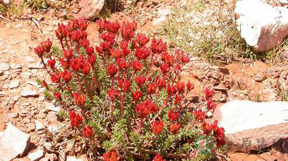 红景天功效作用及吃法 红景天功效作用及吃法