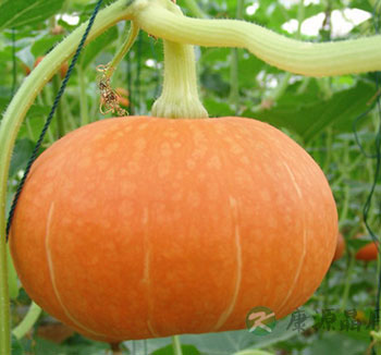 夏季女性解暑吃什么 夏季多吃6种瓜凉血解暑 夏季女性解暑吃什么 夏季多吃6种瓜凉血解暑