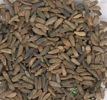 牛蒡子有什么用？ 牛蒡子的功效与作用