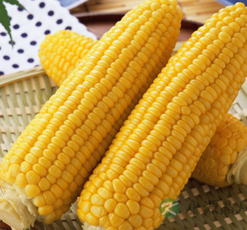 粗粮减肥已成时尚 推荐3款玉米减肥食谱