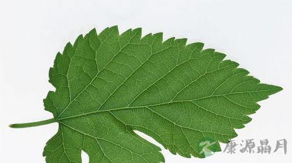 春食桑叶有助于清肝明目美容