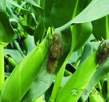 夏季吃什么健脾祛湿 健脾祛湿的食物有哪些 夏季吃什么健脾祛湿 健脾祛湿的食物有哪些