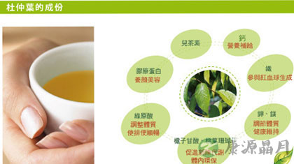 杜仲的作用与功效及食用方法