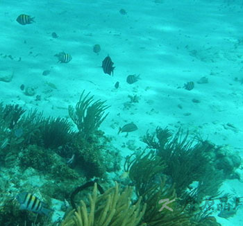 吃海藻有什么好处?海藻的功效与作用是什么 吃海藻有什么好处?海藻的功效与作用是什么