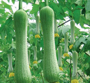 6月份吃什么最养生最应季 推荐11种时令蔬菜