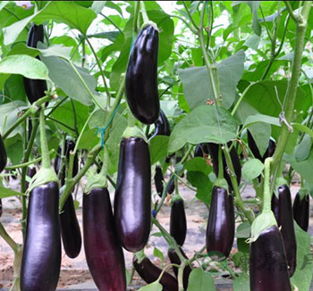 孕妇可以吃茄子吗？盘点孕妇不能吃的蔬菜