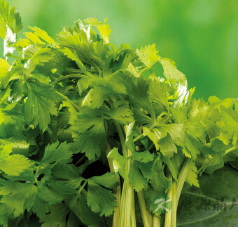 芹菜怎么做好吃 推荐6款芹菜美味食谱 芹菜怎么做好吃 推荐6款芹菜美味食谱