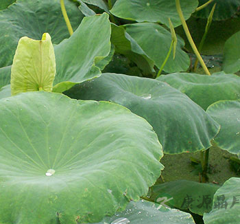 夏季养生不能少了这三片叶 薄荷叶清凉解暑