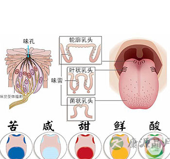 “肥”是一种味道 第六种味觉将要产生