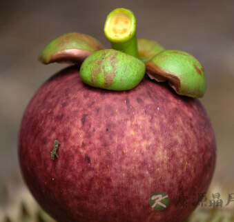 山竹怎么吃 山竹这样吃才美味 山竹怎么吃 山竹这样吃才美味