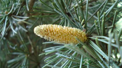 松花粉的功效与作用多 松花粉的功效与作用多